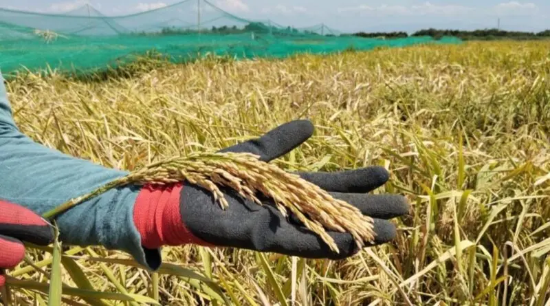 Expertos hablarán de avances en ciencia y tecnología del arroz durante congreso en Panamá