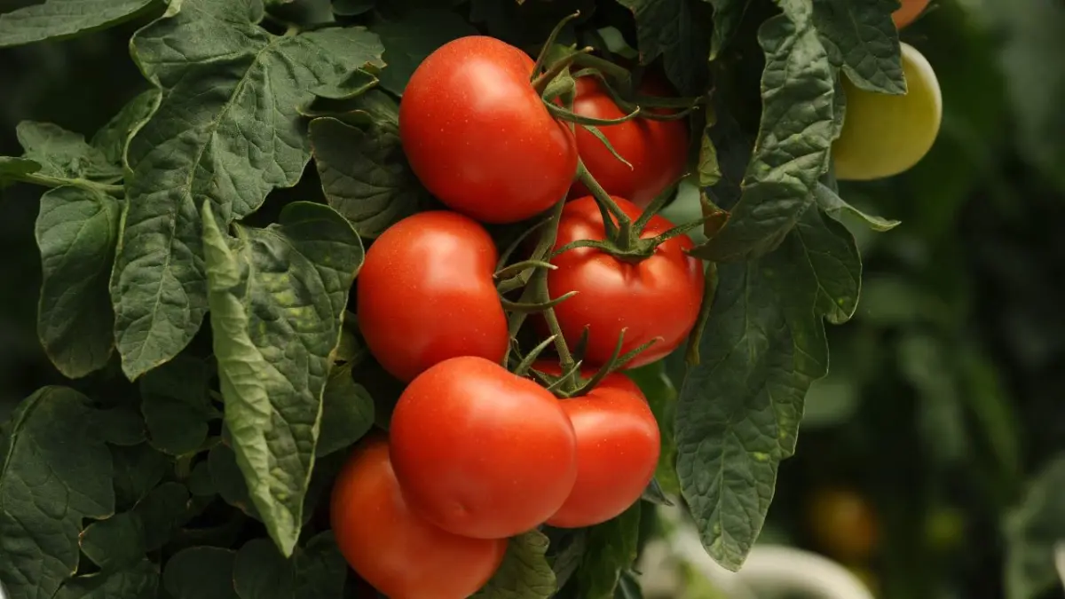 Los ocho beneficios para la salud poco conocidos del tomate