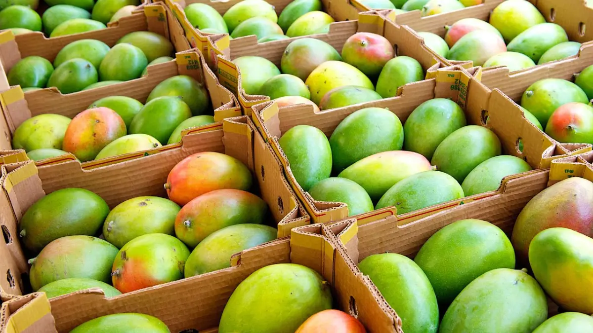 Variedades de mango que se producen en República Dominicana