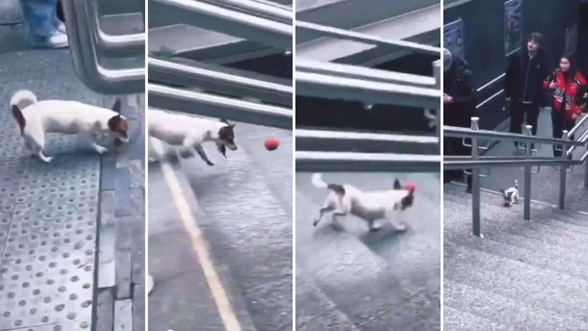 ¡Se divierte solo! Perro sube escaleras con pelota en el hocico y la deja caer para luego perseguirla