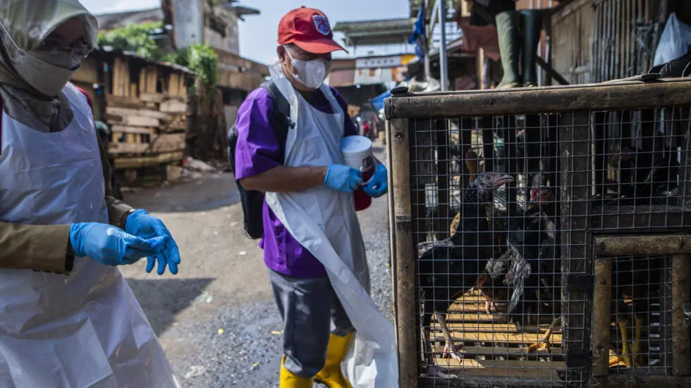 La OMS confirma el primer caso humano de gripe aviar en Australia en una niña de dos años