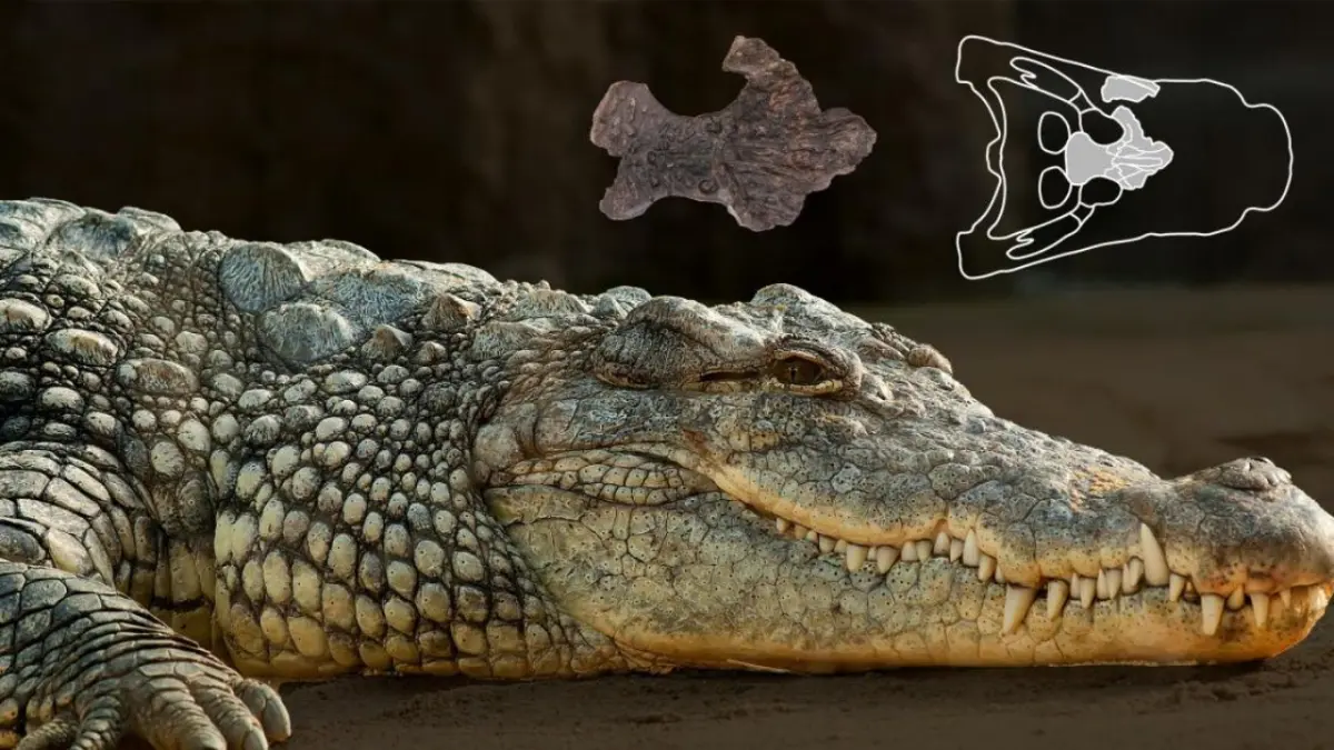 Parvosuchus aurelioi, el cocodrilo de hace 237 millones de años descubierto en Brasil