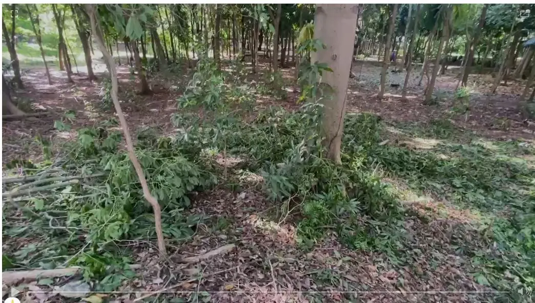 Jaime David denuncia tala de árboles en el Mirador Sur porque hombre no podía ver el mar