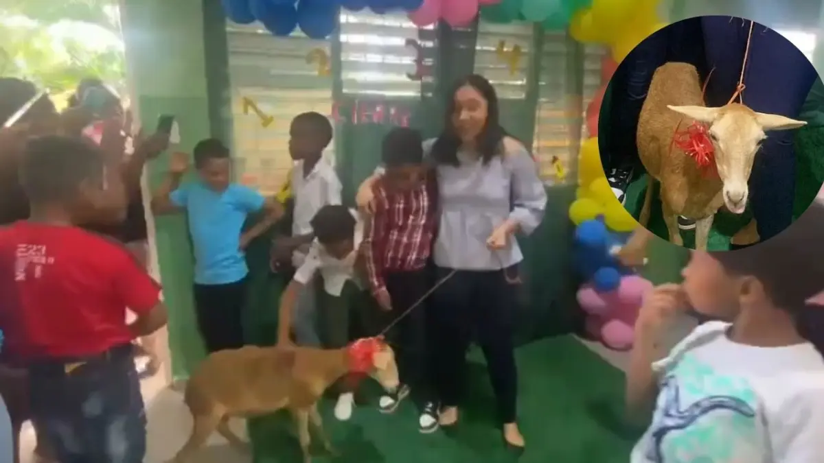 Un chivo fue el regalo de un niño a su profesora al terminar año escolar