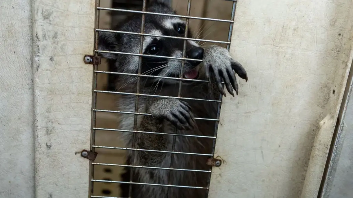 Guatemala traslada a 225 reos para recuperar el control de cárcel máxima seguridad en la que habían animales salvajes