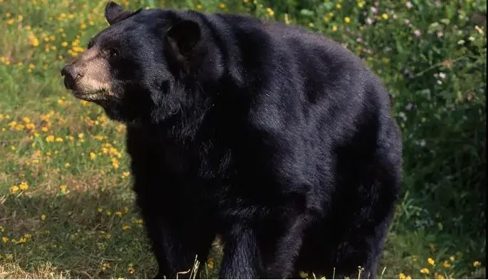 Mujer fue acosada por un oso que luego la atacó mortalmente en California