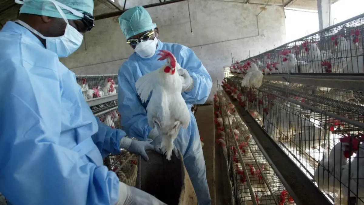 Reportan primera muerte en EE.UU. relacionada con H5N1