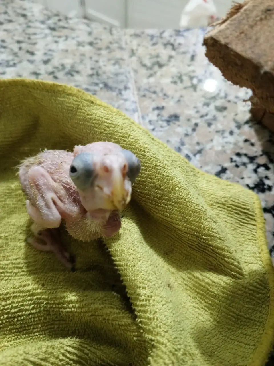 Rescatan tres aves de la especie cotorras ventralis y arrestan a la mujer que las vendía