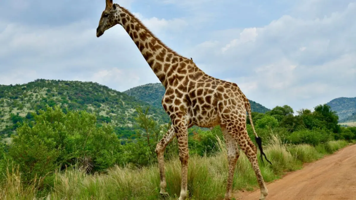 Día Mundial de la Jirafa