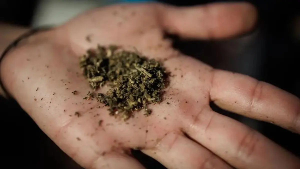 El éxito de la marihuana legal en Uruguay: aprobaron variante más potente para competir