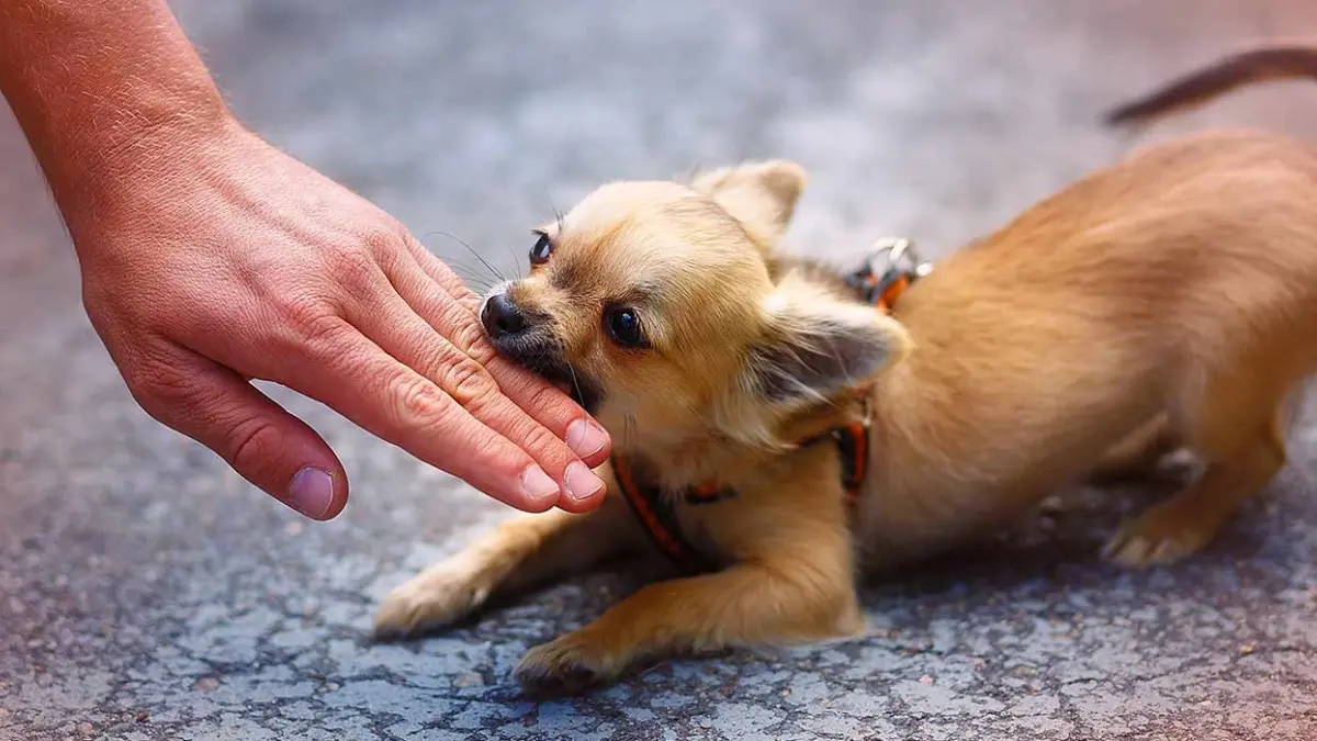 Ante registro de cientos de mordeduras de perros a personas, ¿qué sugieren veterinarios para frenar estos ataques?