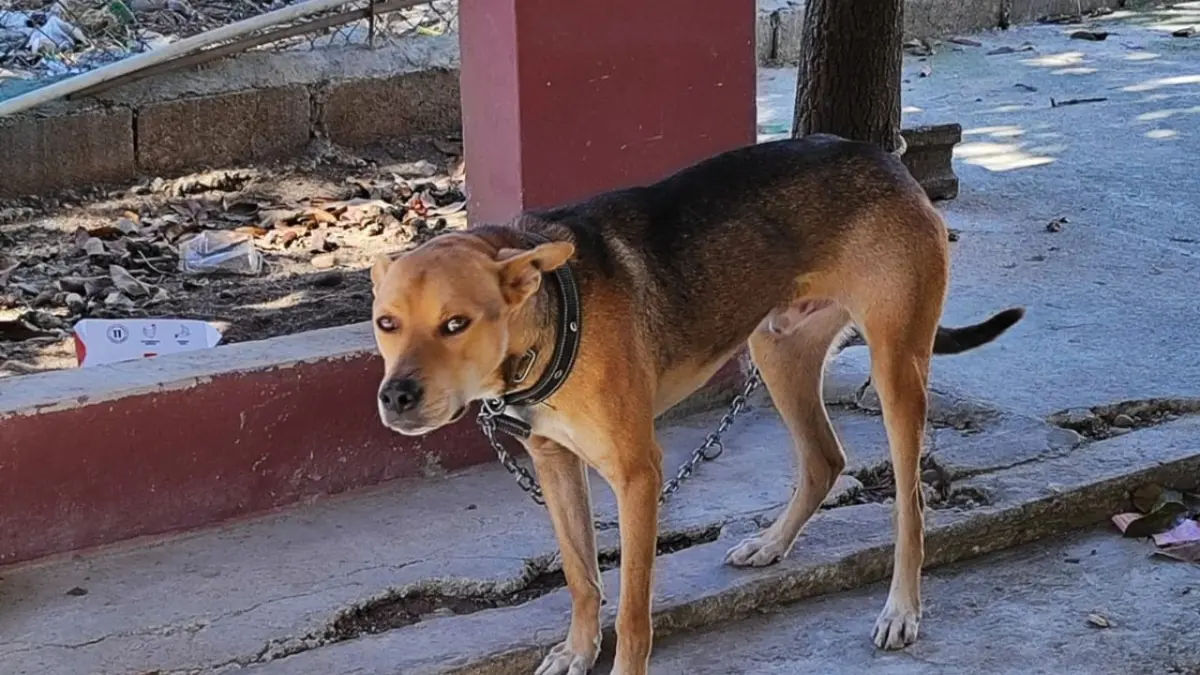 Cómo rescatar un animal callejero de forma segura, recomendaciones de Abraham Frías