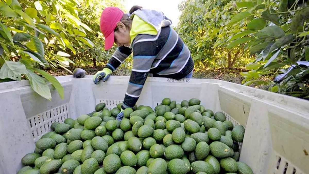 López Obrador promete protección a inspectores de aguacate de EE.UU. ante amenazas