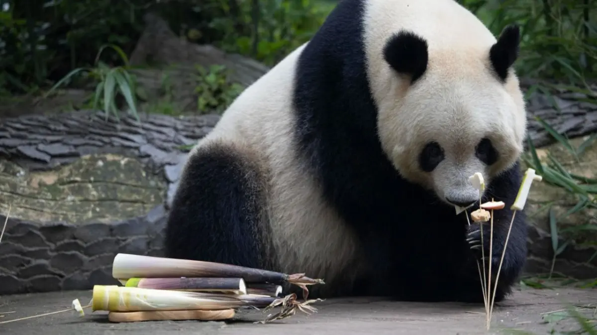 Panda Xiang Xiang celebra su cumpleaños con golosinas