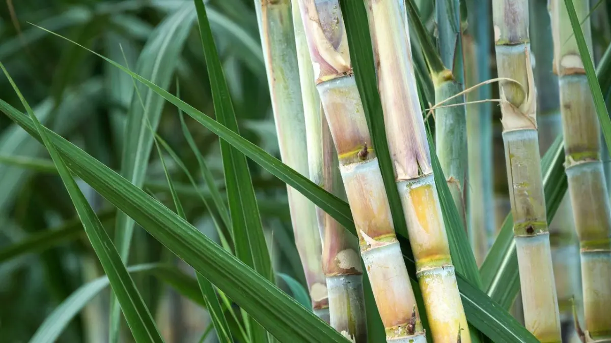 Industria azucarera pide reforma fiscal reduzca Itebis