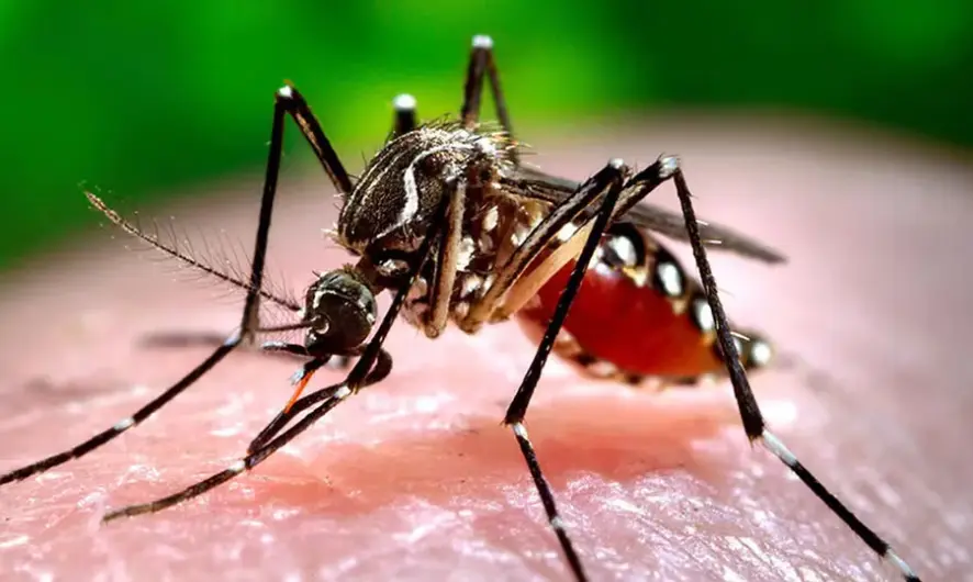 Colegio Médico de El Salvador sugiere declarar emergencia de salud por dengue