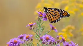 La cifra de mariposas monarca sigue en m&iacute;nimos hist&oacute;ricos en EEUU pese a ligero repunte