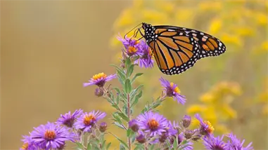 La cifra de mariposas monarca sigue en mínimos históricos en EEUU pese a ligero repunte