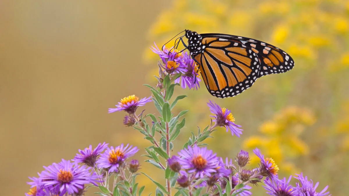 Mariposas y polillas atraen el polen sin contacto gracias a la electricidad estática