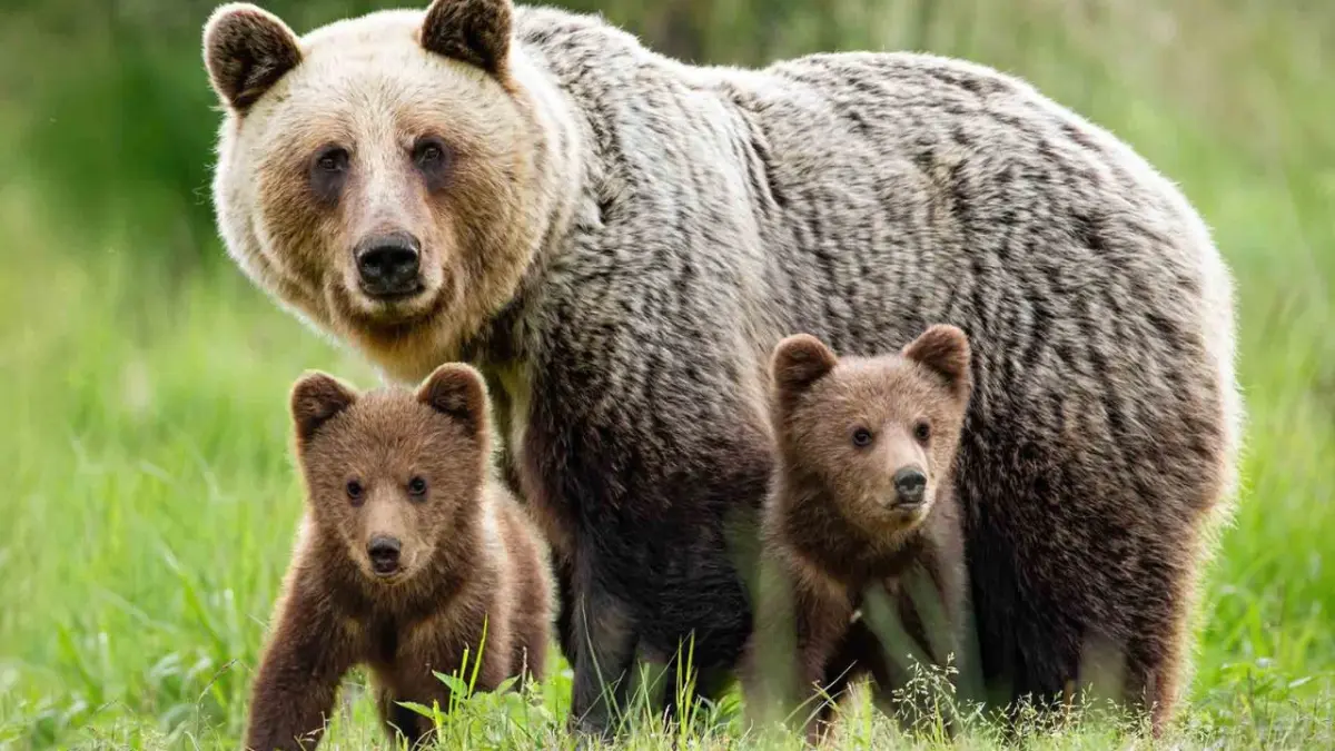 Osos pardos son un problema en Rumanía, aprueban la caza de 426 ejemplares