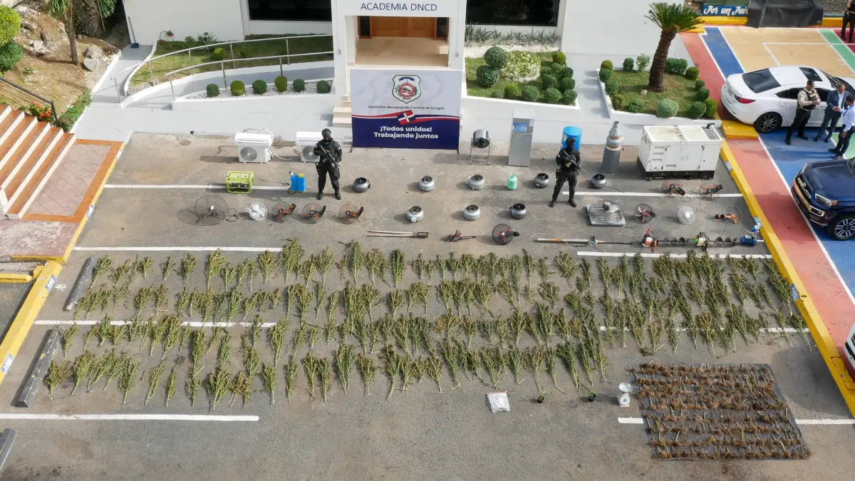 Desmantelan invernadero con plantación de más de 200 matas de marihuana