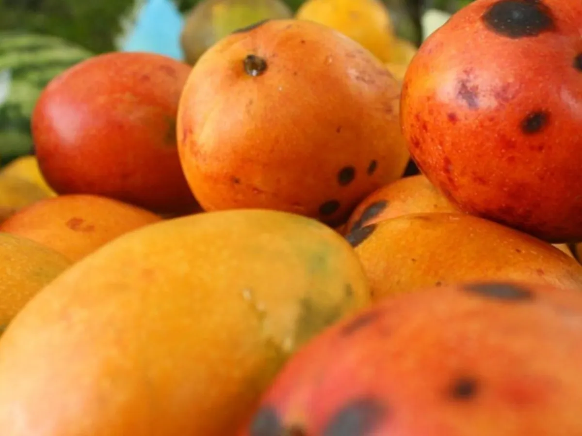 ¿Qué significan las manchas negras en los mangos?