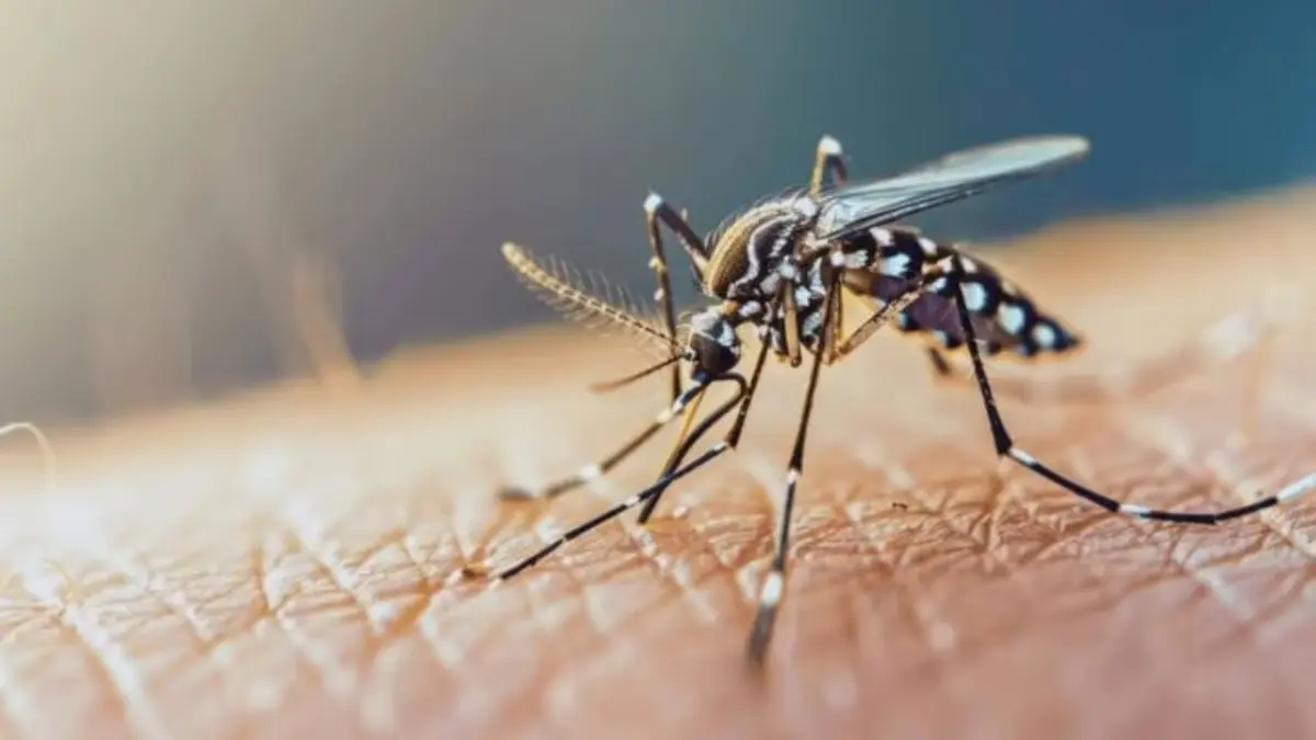 Ministerio de Salud emite alerta epidemiológica por virus Oropouche”