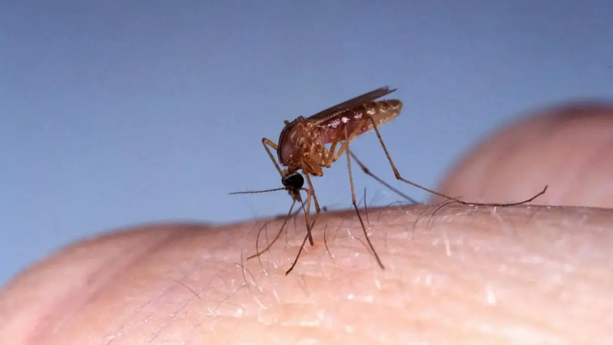 ¿Cómo prevenir el virus del oropouche? Estas son las recomendaciones de Salud Pública