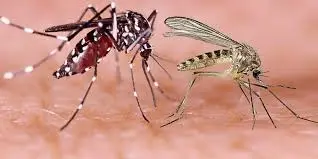 Los principales síntomas del virus Oropouche