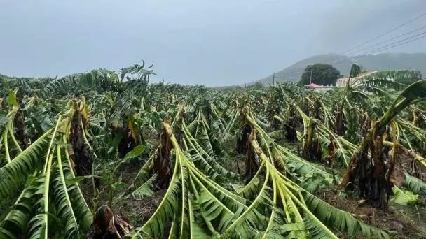 Agricultores puertorriqueños luchan por salvar sus fincas diezmadas por tormenta Ernesto