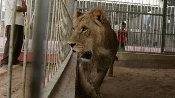 Un león mata a su cuidador en un zoo de Nigeria