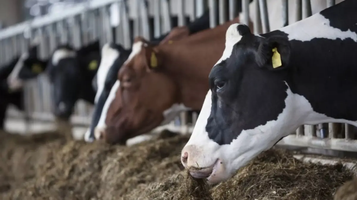 Ministerio Público sostiene encuentro para garantizar protección animal