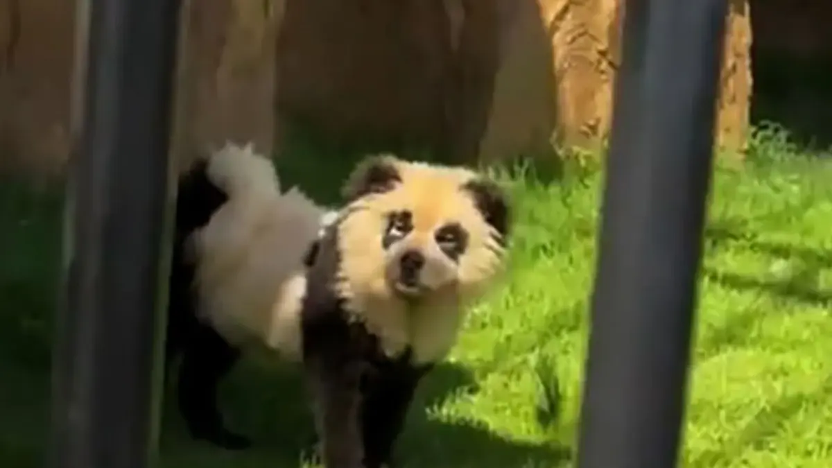 Zoológico chino admite que sus pandas son “perros pintados” tras las críticas de los visitantes
