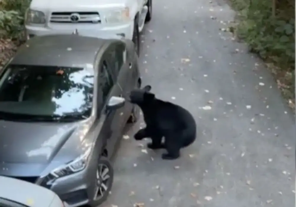 Un oso abre un vehículo, se sienta y cierra la puerta