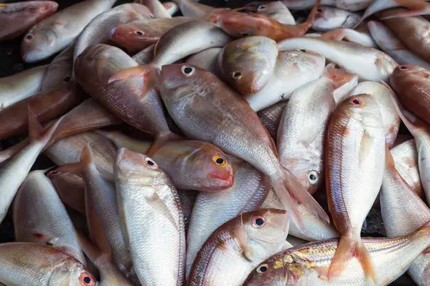 Reportan 40 casos de infección potencialmente mortal vinculada al pescado crudo