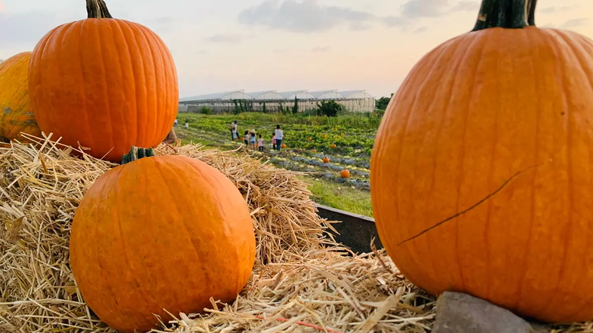 Tierra tropical regresa con temporada de otoño el “Pumpkin Patch”