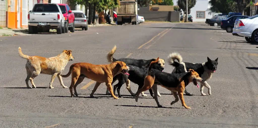 Brote de garrapata afecta comunidad de Camboya en Santiago