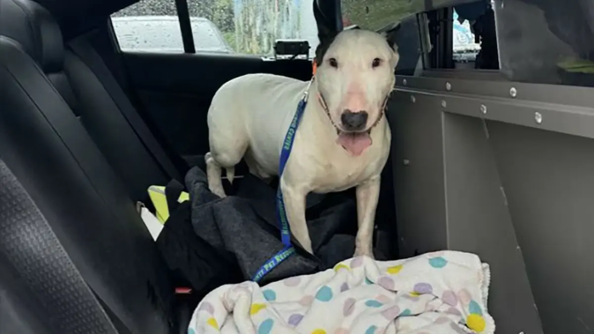 El rescate viral de un perro que fue atado a un poste y abandonado durante el Huracán Milton