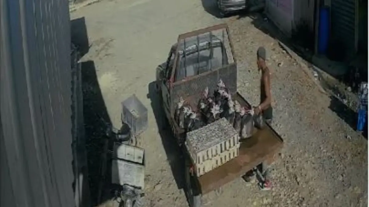 Hombre sustrae 35 libras de carne de camioneta y queda captado en cámara