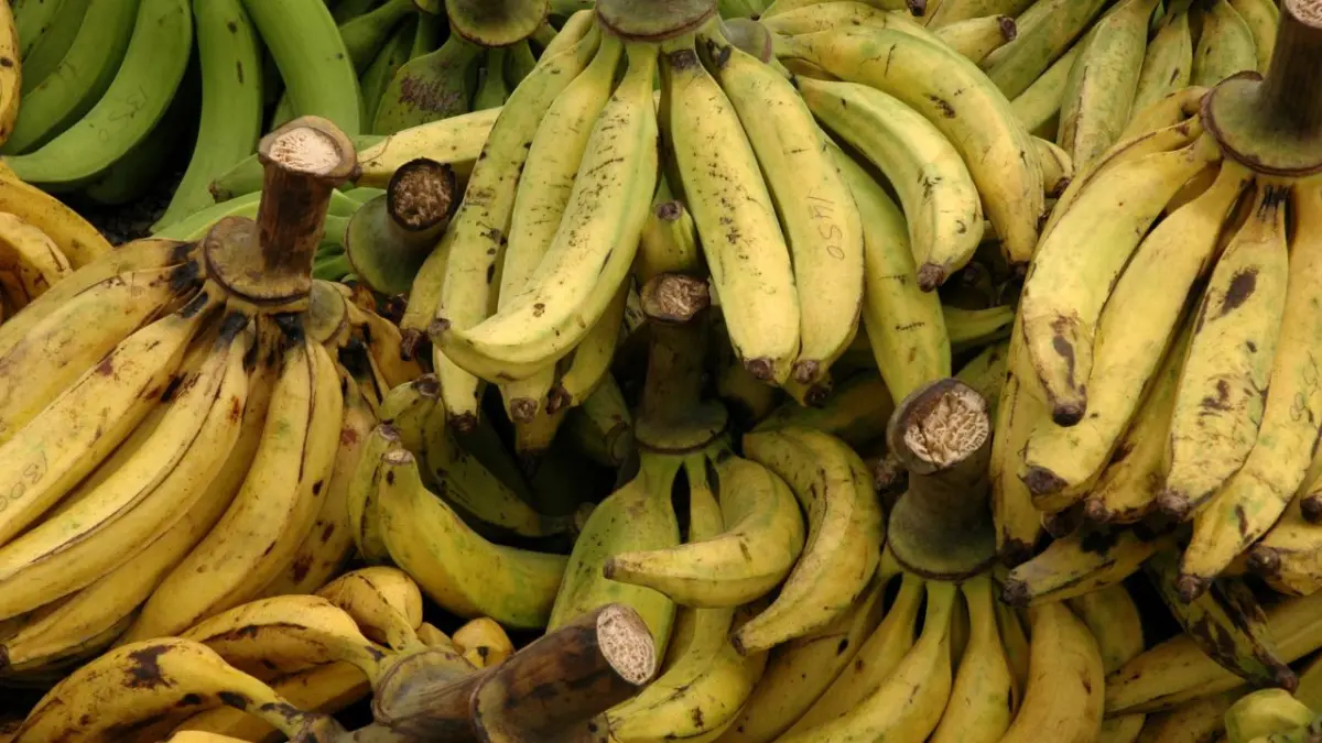 ¿Plátano para adelgazar? Además de que no tendrá IVA, el poder del almidón resistente