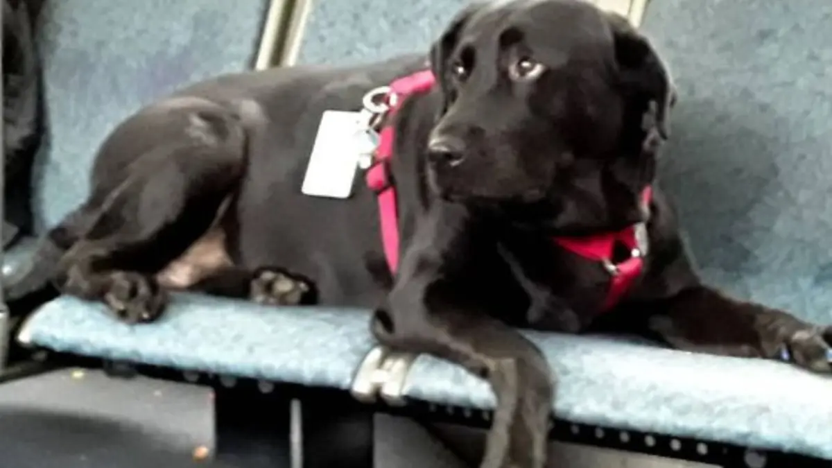 Una perra encuentra dueño en Georgia tras recorrer la capital en autobús durante semanas