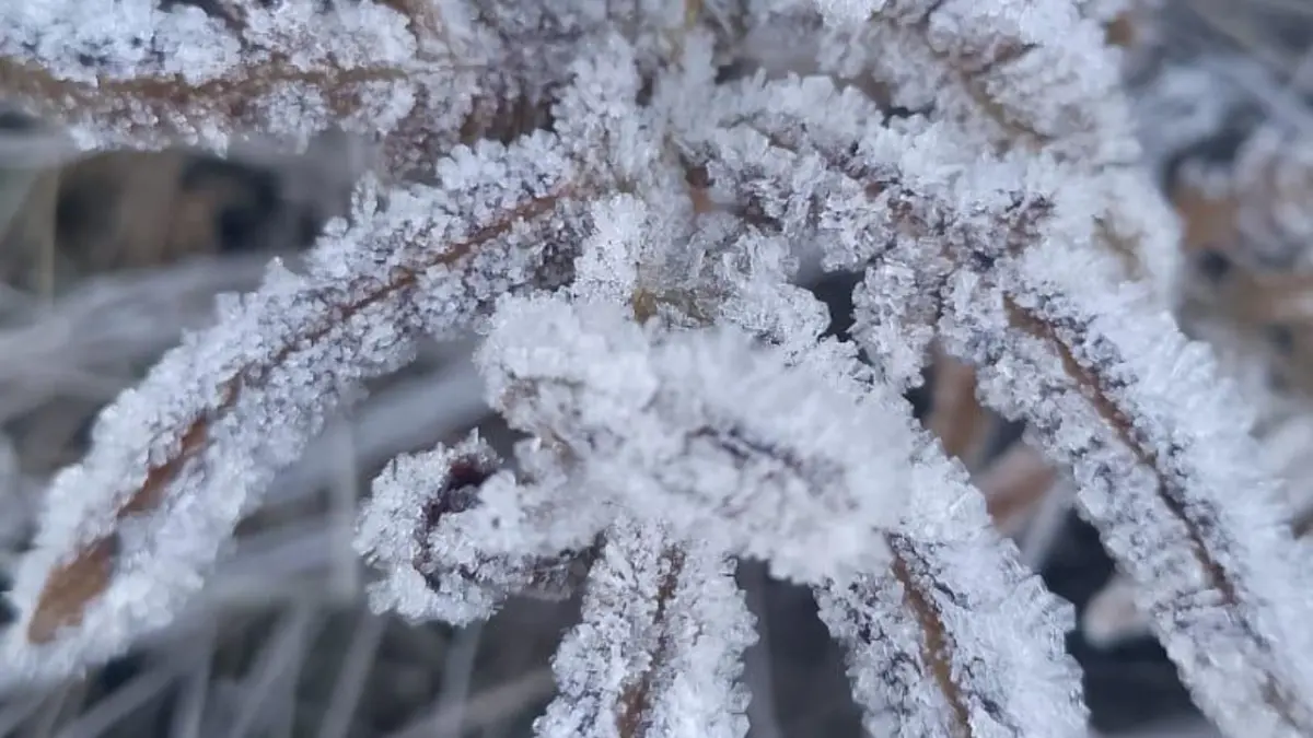 Se registran temperaturas bajo 0 en Valle Nuevo, Constanza