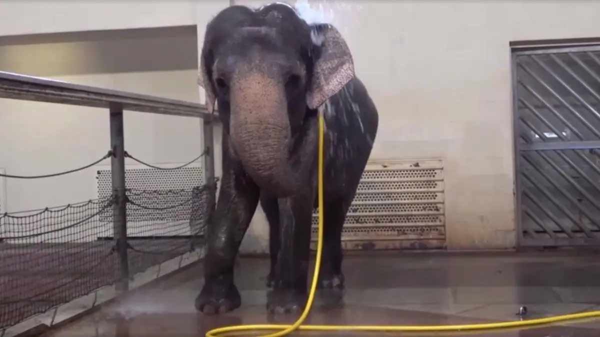 Los elefantes saben usar las mangueras como herramientas para bañarse