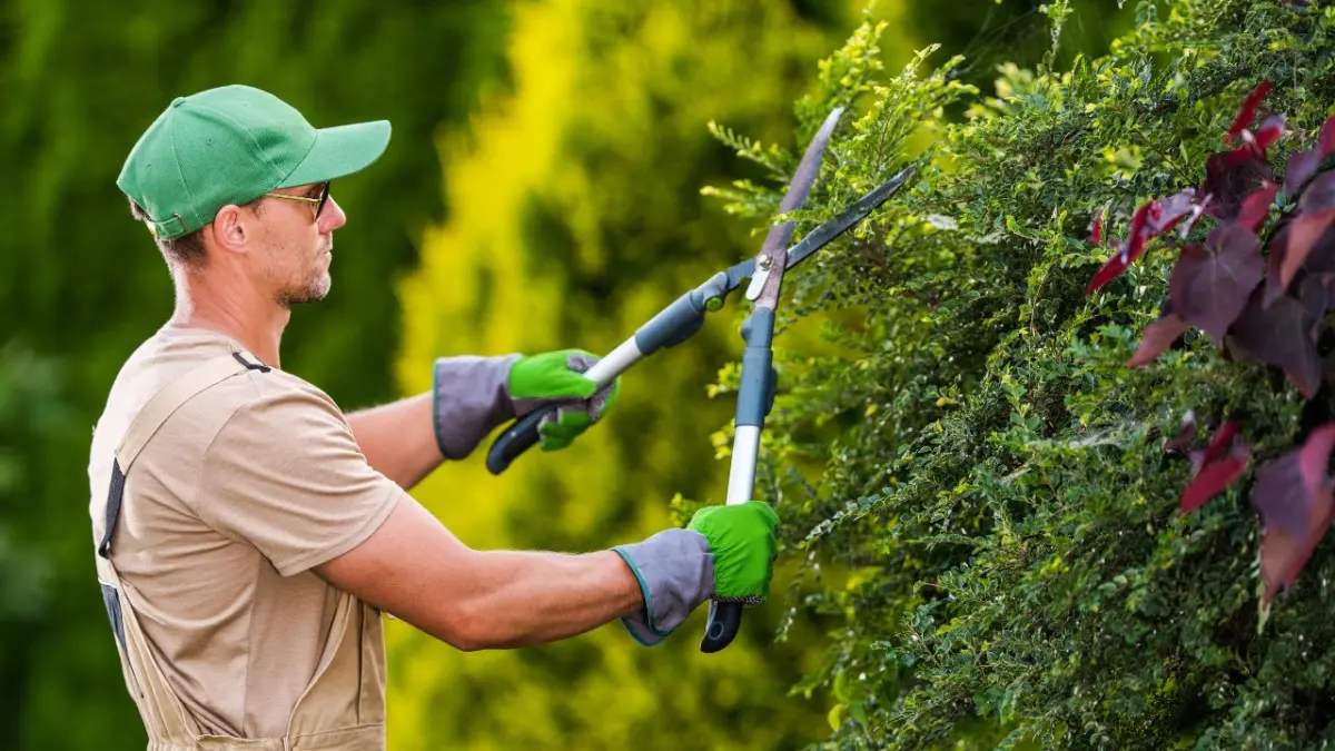 Estudio asegura que las plantas gritan cuando las cortamos