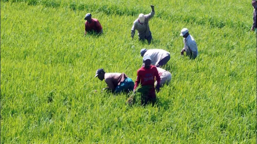 Abinader emite decreto donde establece nueva regulación arancelaria para productos de arroz importados