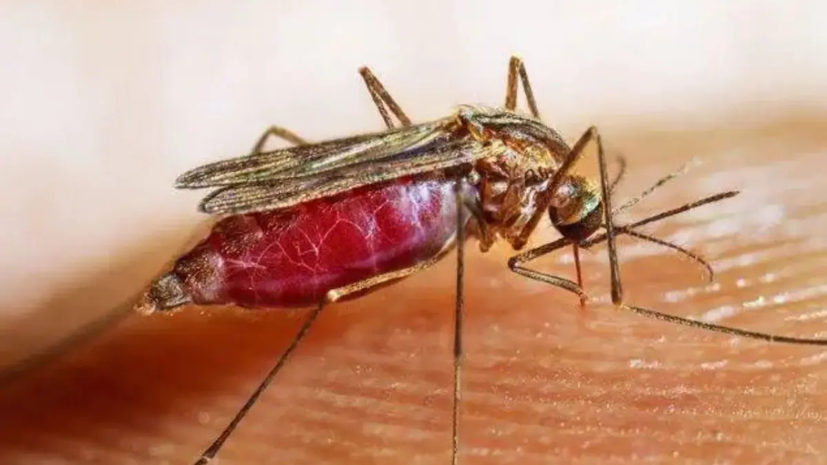 OMS: las muertes por malaria bajaron en América un 61,8 % en lo que va de siglo