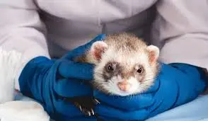 Las mordeduras de hurones pueden transmitir rabia, infecciones y parásitos, según especialista