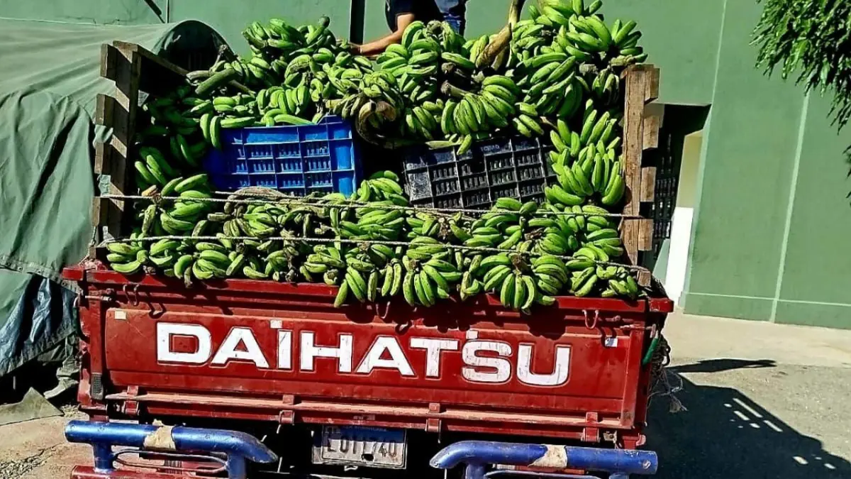 Decomisan bebidas y cigarrillos oculto en un camión bajo carga de guineos