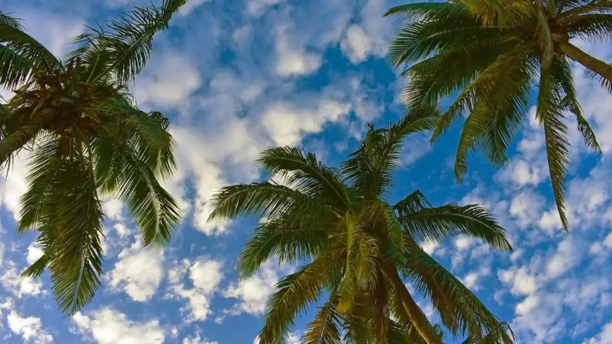 Pronostican temperaturas agradables y bajas probabilidades de lluvias