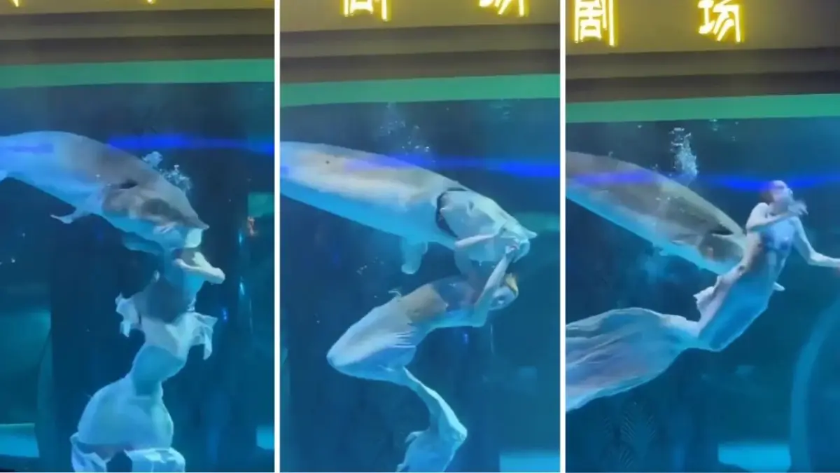 Pez gigante ataca mujer disfrazada de sirena durante un show en un acuario de China